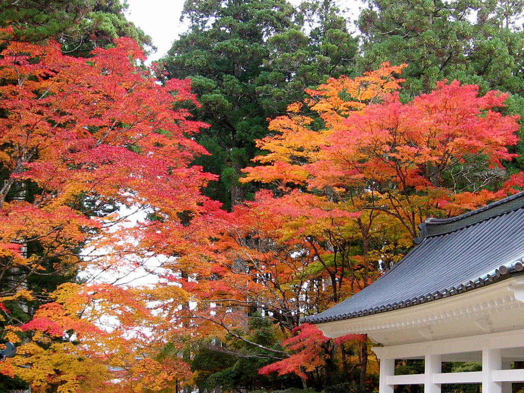 Koyasan Jabaramichi #3 - 1024x768