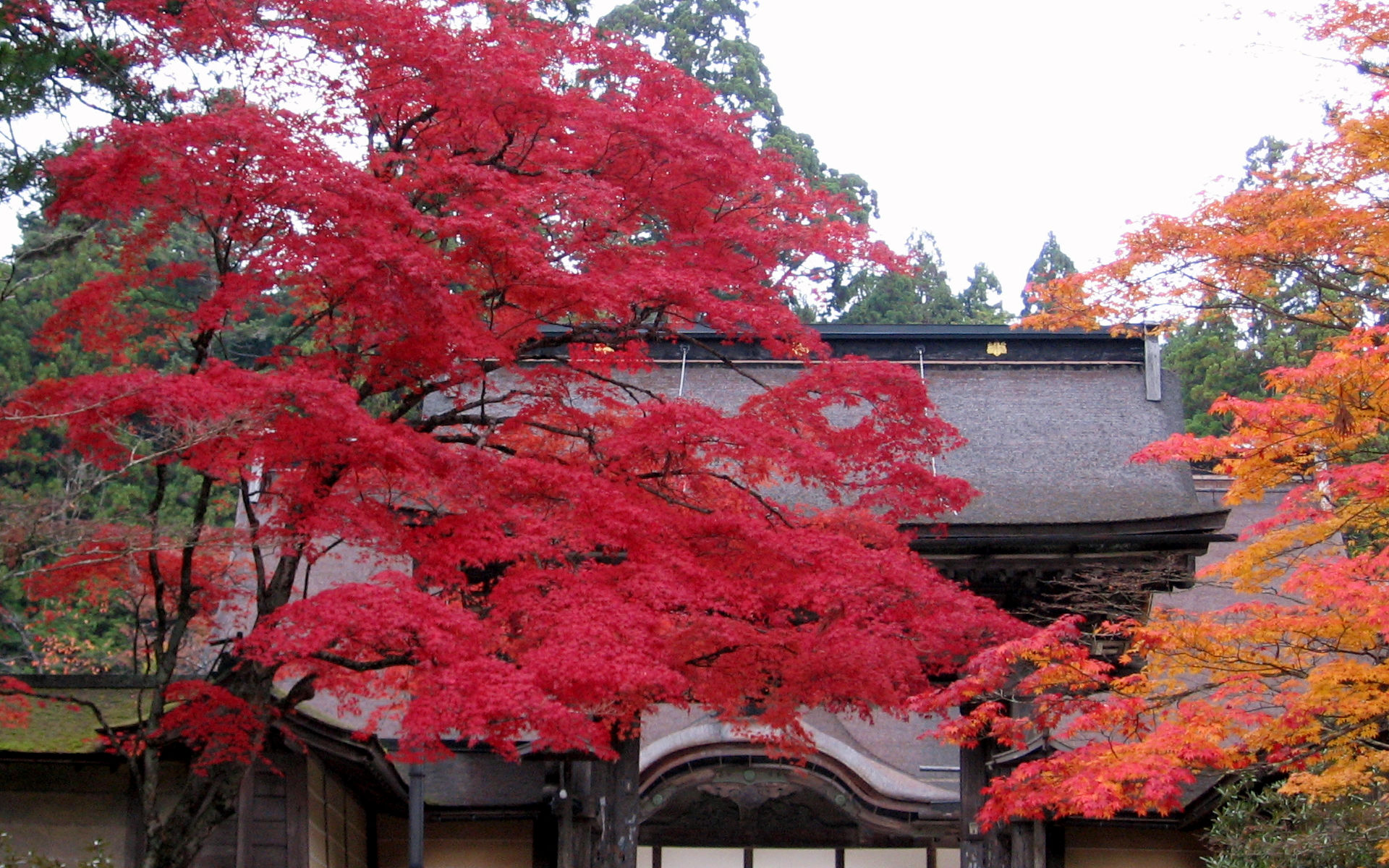 金剛峯寺 正門 - 1920x1200