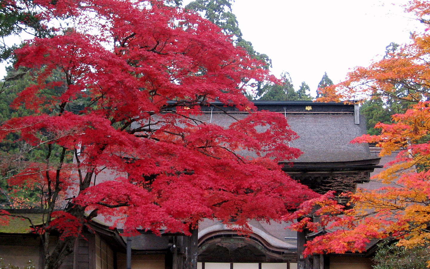 金剛峯寺 正門 - 1440x900