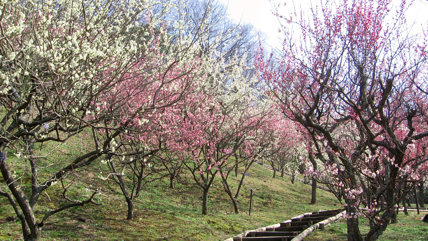 花の文化園 #1 - 1366x768