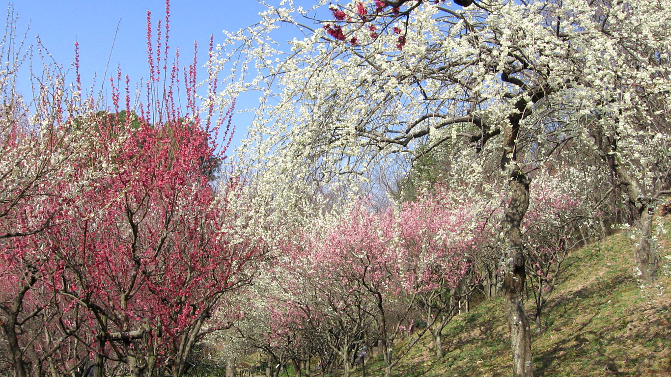 花の文化園 #2 - 1366x768