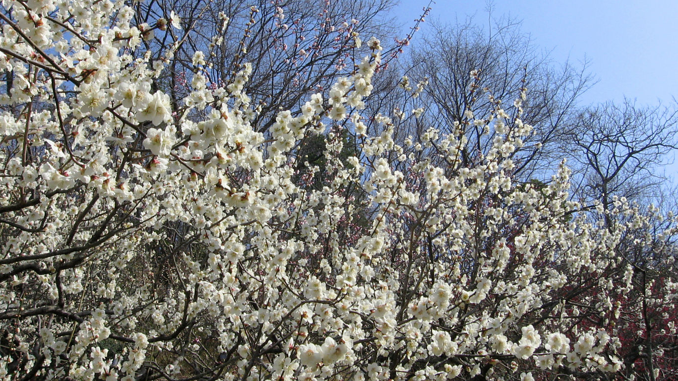 花の文化園 #3 - 1366x768