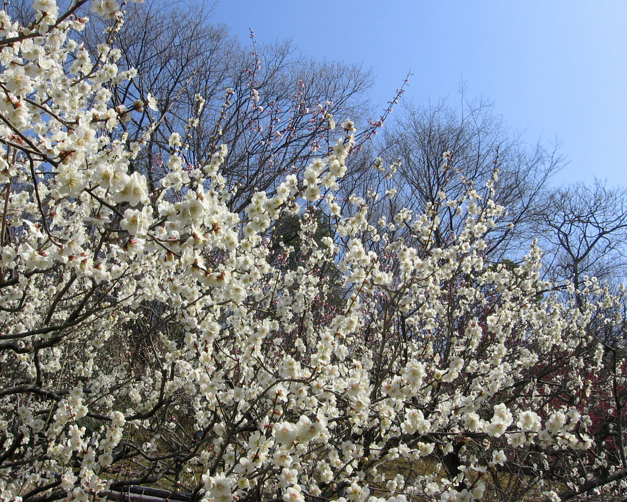 花の文化園 #3 - 1280x1024