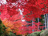 Scenery