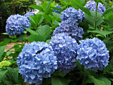 Hydrangea #1