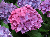 Hydrangea #4