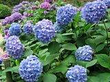 Hydrangea #7