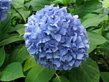 Hydrangea #8