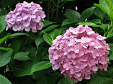 Hydrangea #10