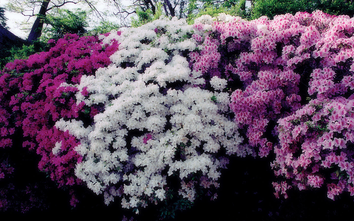 空堀 #1 - 1440x900