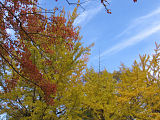 Wakayama Castle Park